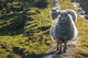 Sheep walking on path Wall Mural