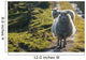 Sheep walking on path Wall Mural