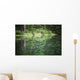 Spruce trees reflected in the glassy surface of a small pond Wall Mural