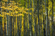 Yellow Fall Birch Leaves Wall Decal