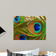 Bright feathers of a peacock close up Wall Mural