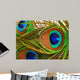 Bright feathers of a peacock close up Wall Mural