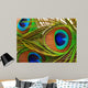 Bright feathers of a peacock close up Wall Mural