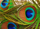 Bright feathers of a peacock close up Wall Mural