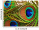 Bright feathers of a peacock close up Wall Mural