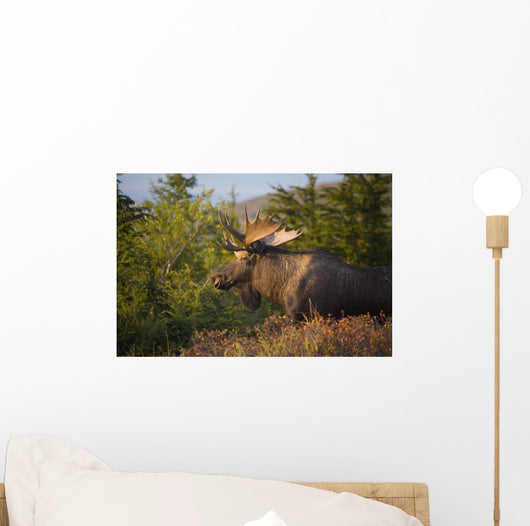 Bull Moose Standing In Afternoon Light Wall Mural