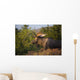 Bull Moose Standing In Afternoon Light Wall Mural