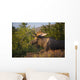 Bull Moose Standing In Afternoon Light Wall Mural