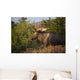 Bull Moose Standing In Afternoon Light Wall Mural