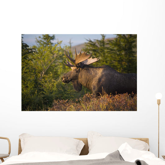 Bull Moose Standing In Afternoon Light Wall Mural