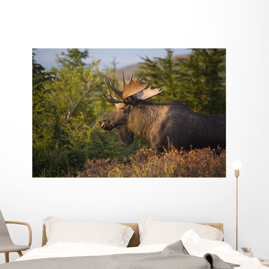 Bull Moose Standing In Afternoon Light Wall Mural
