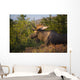 Bull Moose Standing In Afternoon Light Wall Mural