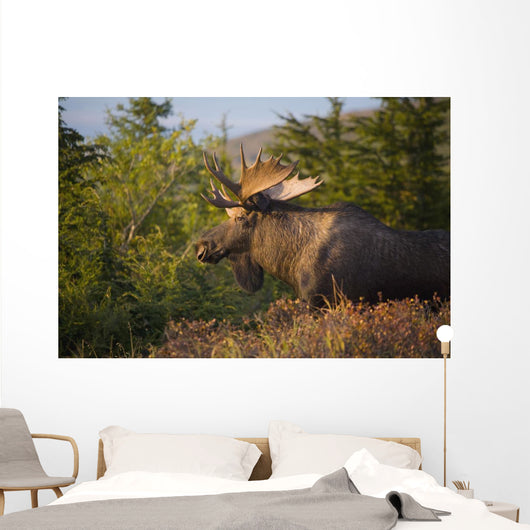 Bull Moose Standing In Afternoon Light Wall Mural