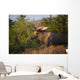 Bull Moose Standing In Afternoon Light Wall Mural