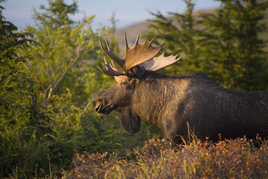 Bull Moose Standing In Afternoon Light Wall Mural