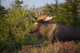 Bull Moose Standing In Afternoon Light Wall Mural