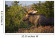 Bull Moose Standing In Afternoon Light Wall Mural