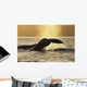 Two Humpback Whales Backlit In Izhut Bay, Southwest Alaska, Summer Wall Mural