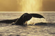 Two Humpback Whales Backlit In Izhut Bay, Southwest Alaska, Summer Wall Mural