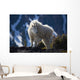 Mountain Goat Looking Left In Winter Coat Wall Mural