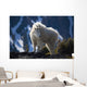 Mountain Goat Looking Left In Winter Coat Wall Mural