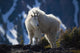 Mountain Goat Looking Left In Winter Coat Wall Mural