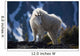 Mountain Goat Looking Left In Winter Coat Wall Mural