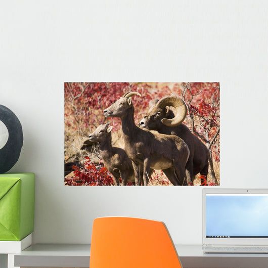 Family Of Bighorn Sheep In Swakane Area Wall Mural