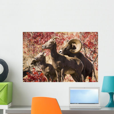 Family Bighorn Sheep Swakane Wall Mural shown on a wall