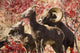 Family Of Bighorn Sheep In Swakane Area Wall Mural