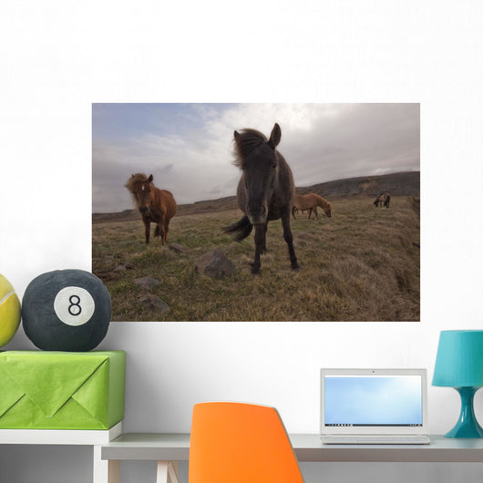 Icelandic horses Wall Mural