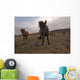 Icelandic horses Wall Mural