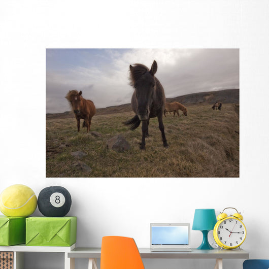 Icelandic horses Wall Mural