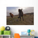 Icelandic horses Wall Mural