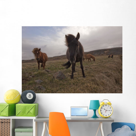 Icelandic horses Wall Mural