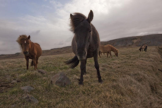Icelandic horses Wall Mural