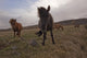 Icelandic horses Wall Mural