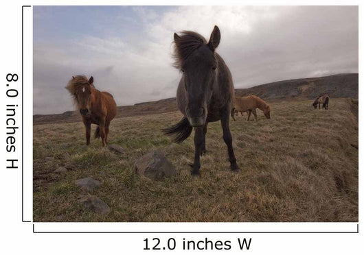 Icelandic horses Wall Mural
