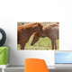 Icelandic horses Wall Mural
