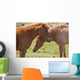 Icelandic horses Wall Mural