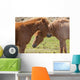 Icelandic horses Wall Mural