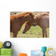 Icelandic horses Wall Mural