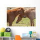 Icelandic horses Wall Mural