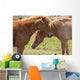 Icelandic horses Wall Mural