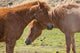 Icelandic horses Wall Mural