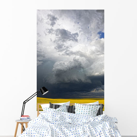 Storm clouds gather over a sunlit canola field in southern Alberta Wall Mural