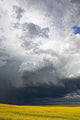Storm clouds gather over a sunlit canola field in southern Alberta Wall Mural