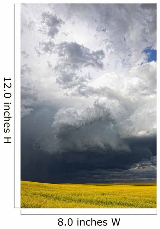 Storm clouds gather over a sunlit canola field in southern Alberta Wall Mural