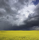 Storm clouds gather over a sunlit canola field in southern Alberta Wall Mural