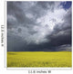 Storm clouds gather over a sunlit canola field in southern Alberta Wall Mural